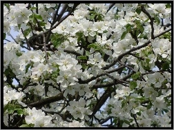 Wiosna, Kwitnąca, Jabłoń
